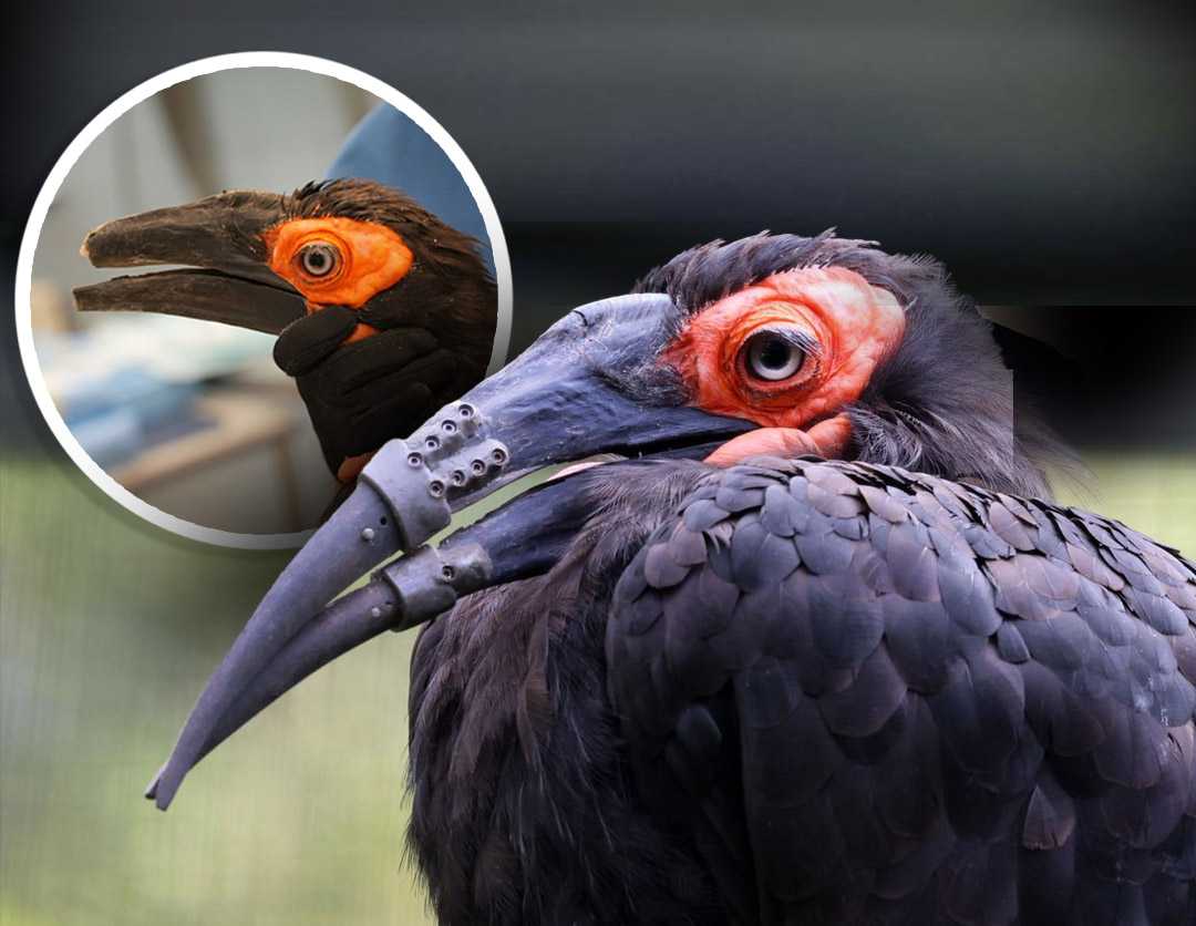 Hornbill receives 3D-printed beak, marking historic first — Caledonia Community news