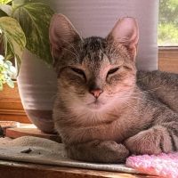 Milwaukee Record Cat Of The Week: Princess — Caledonia Business news